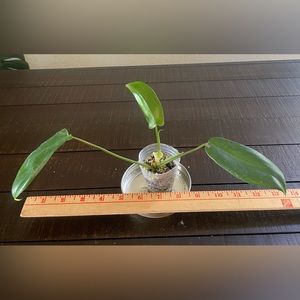 Philodendron Pedatum Florida Green